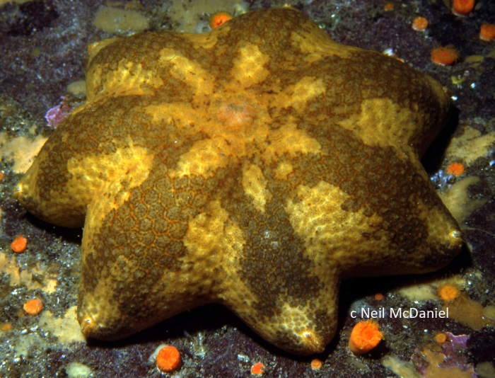 Pteraster tesselatus Pteraster tesselatus