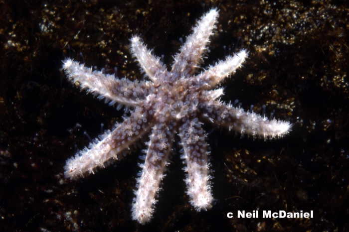 Pycnopodia helianthoides Pycnopodia helianthoides