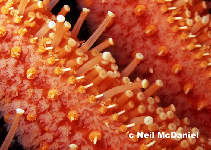Pycnopodia helianthoides Pycnopodia helianthoides