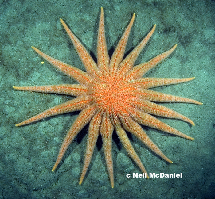 Pycnopodia helianthoides Pycnopodia helianthoides