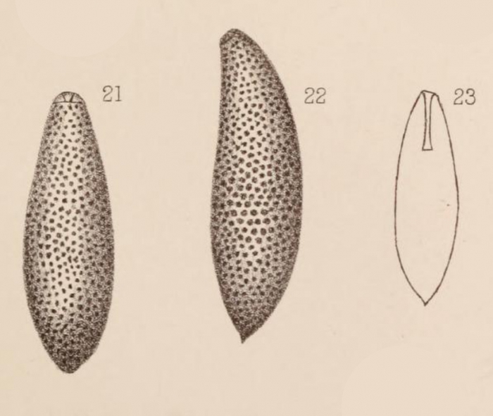 Lagena apiculata var. punctata Sidebottom, 1912