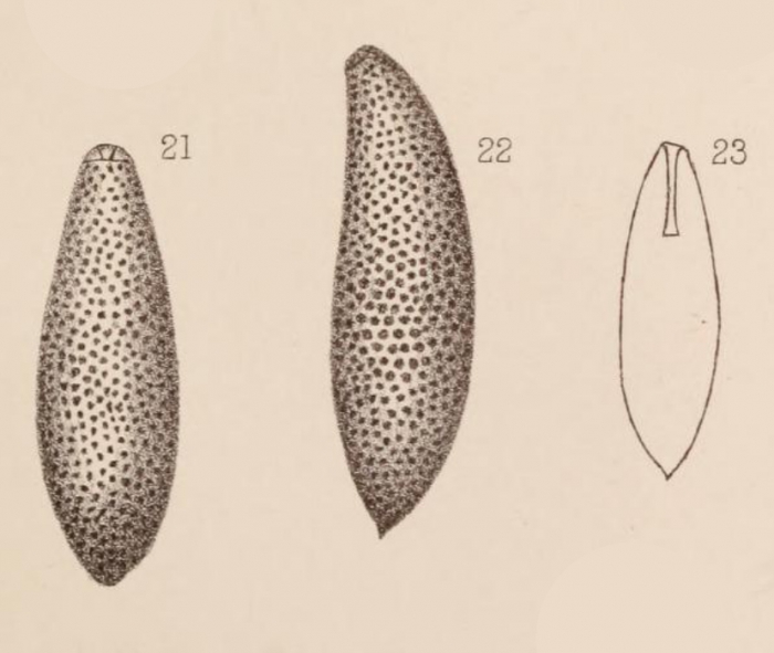 Lagena apiculata var. punctata Sidebottom, 1912 Lagena apiculata var. punctata Sidebottom, 1912