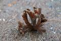 Porifera (sponges)