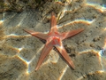 Echinodermata (echinoderms)