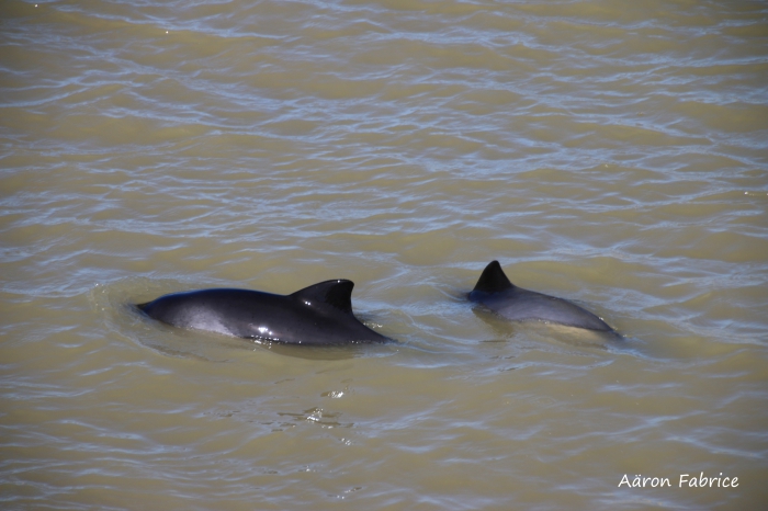 Harbour porpoise / Phocoena phocoena (Linnaeus, 1758) 