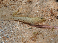 Gobius incognitus