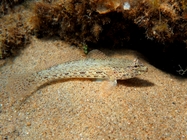 Gobius incognitus