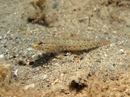 Gobius incognitus