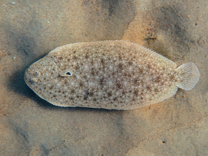 Pegusa cf. nasuta Pegusa cf. nasuta