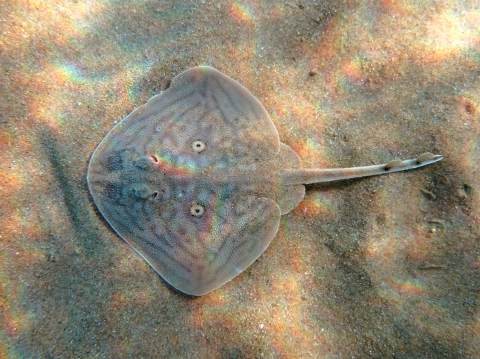 Raja radula (juvenile) Raja radula (juvenile)