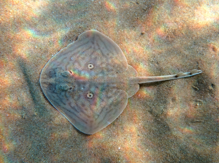 Raja radula (juvenile)