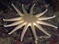 Echinodermata (echinoderms)