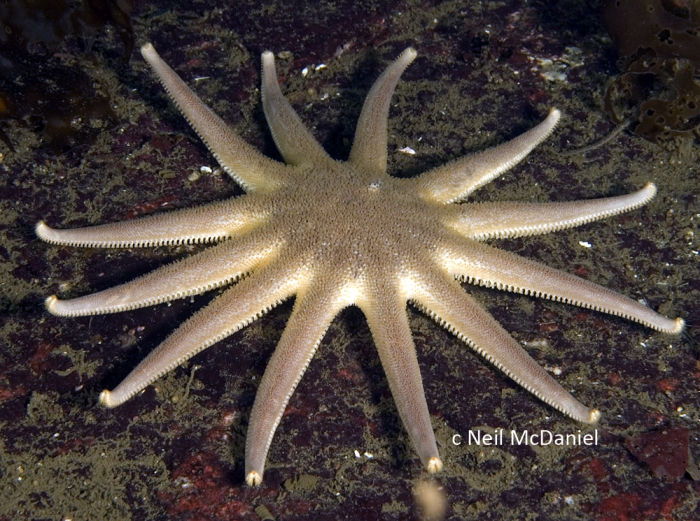 Solaster dawsoni Solaster dawsoni