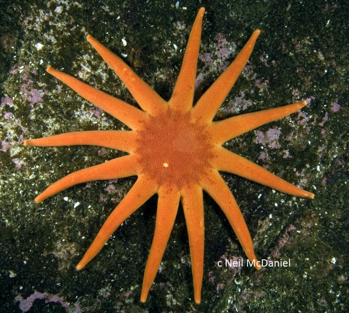 Solaster dawsoni Solaster dawsoni