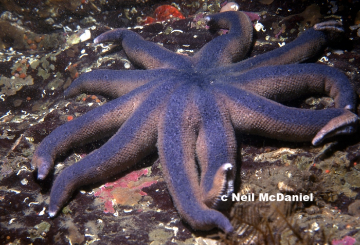 Solaster stimpsoni Solaster stimpsoni