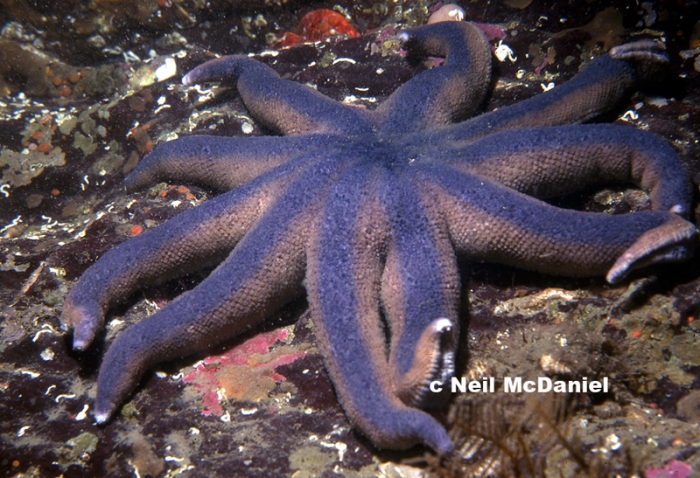 Solaster stimpsoni