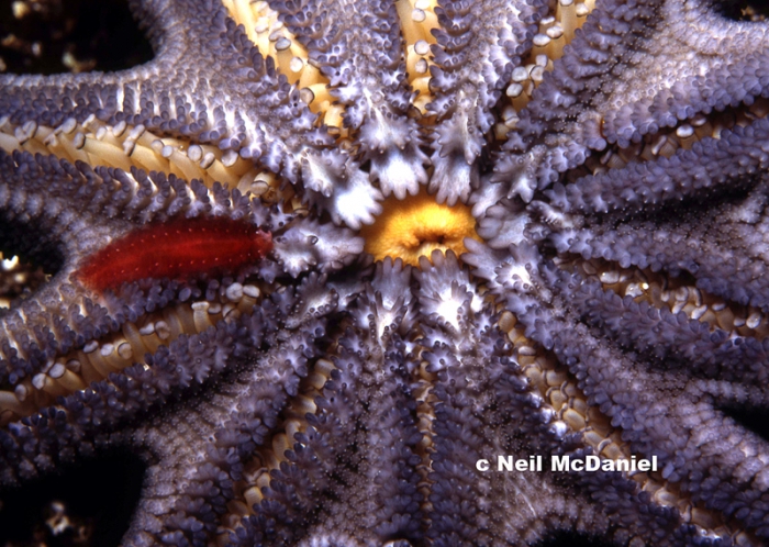 Solaster stimpsoni Solaster stimpsoni