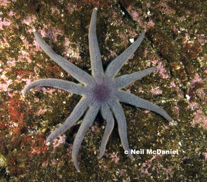 Solaster stimpsoni Solaster stimpsoni
