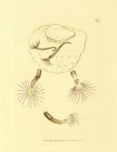 Amphitrite rosea Sowerby, 1806, original plate at BHL