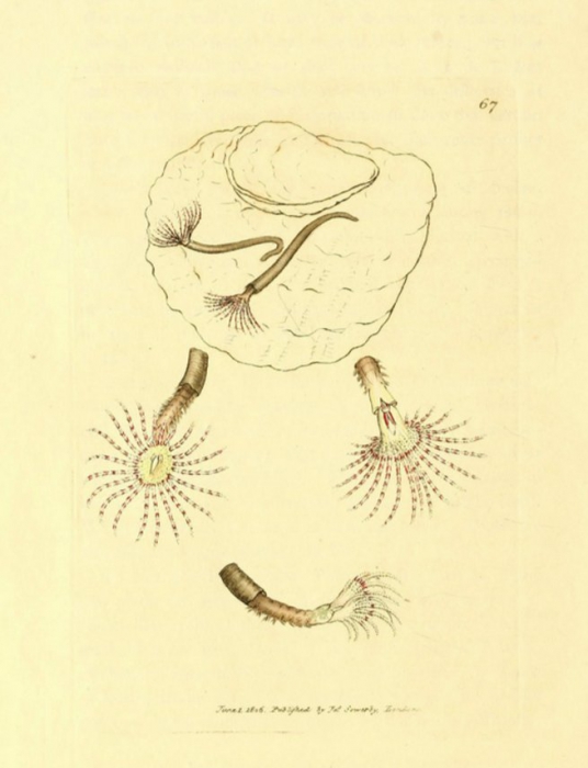 Amphitrite rosea Sowerby, 1806, original plate at BHL
