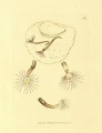 Polychaeta (bristle worms)