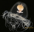 Hydrozoa (hydroids)