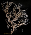 Hydrozoa (hydroids)