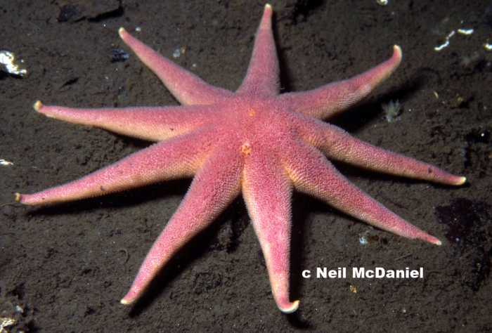 Solaster endeca Solaster endeca