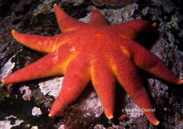 Solaster endeca