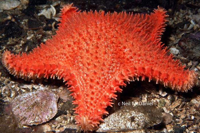 Hippasteria phrygiana Hippasteria phrygiana