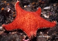 Echinodermata (echinoderms)