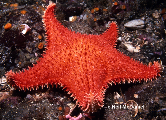 Hippasteria phrygiana Hippasteria phrygiana