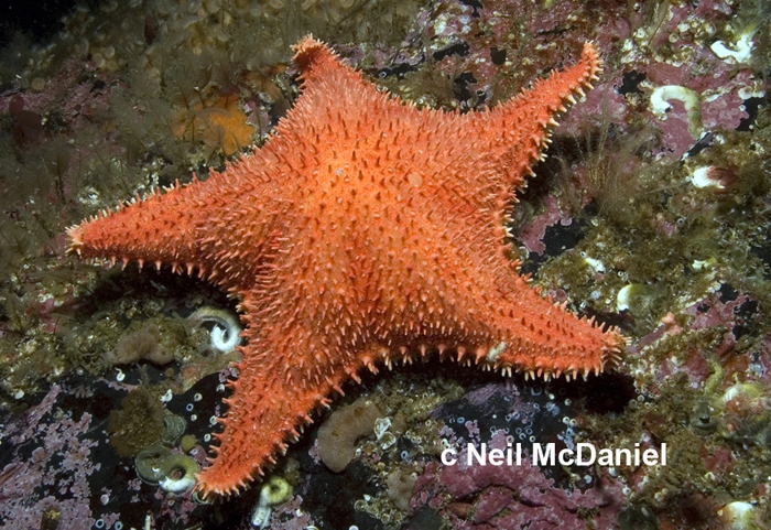 Hippasteria phrygiana Hippasteria phrygiana