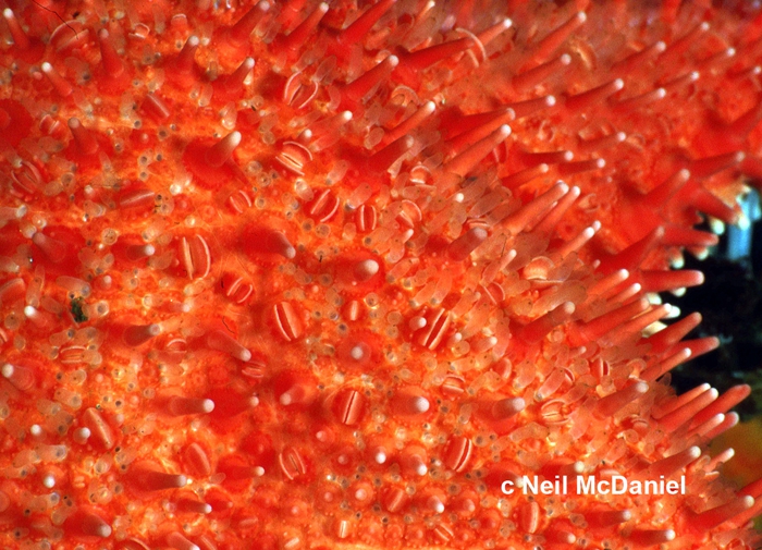 Hippasteria phrygiana Hippasteria phrygiana