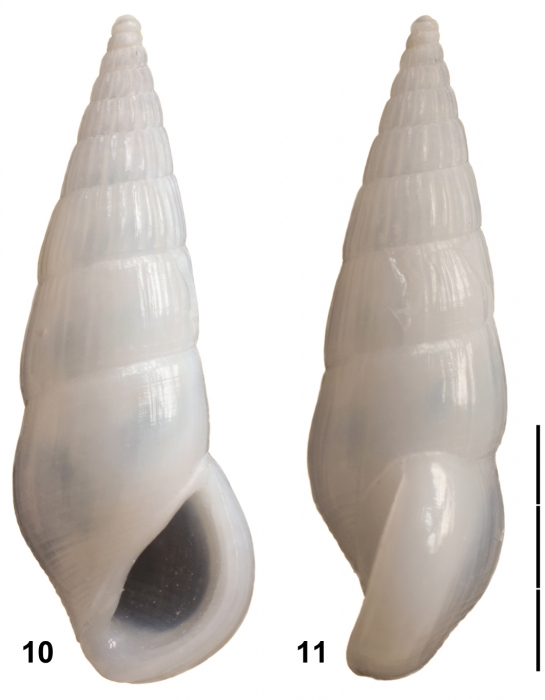 Rissoina mirjamae Faber & Gori, 2016 Rissoina mirjamae Faber & Gori, 2016