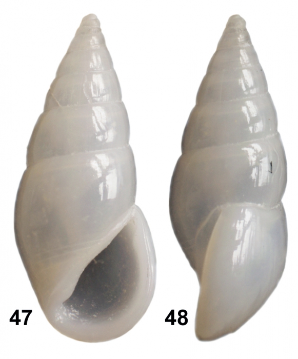 Sulcorissoina stasii Faber & Gori, 2016 Sulcorissoina stasii Faber & Gori, 2016