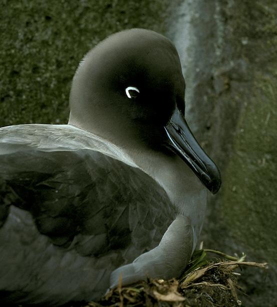 Light-mantled Sooty Albatross adult on nest 2 Light-mantled Sooty Albatross adult on nest 2