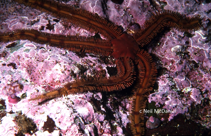 Ophiopteris papillosa Ophiopteris papillosa
