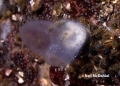 Tunicata (sea squirts)