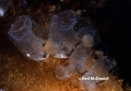 Tunicata (sea squirts)