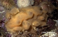 Tunicata (sea squirts)