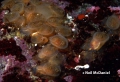 Tunicata (sea squirts)