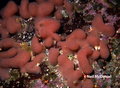 Tunicata (sea squirts)