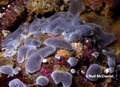 Tunicata (sea squirts)