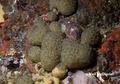 Tunicata (sea squirts)