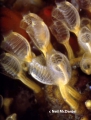 Tunicata (sea squirts)