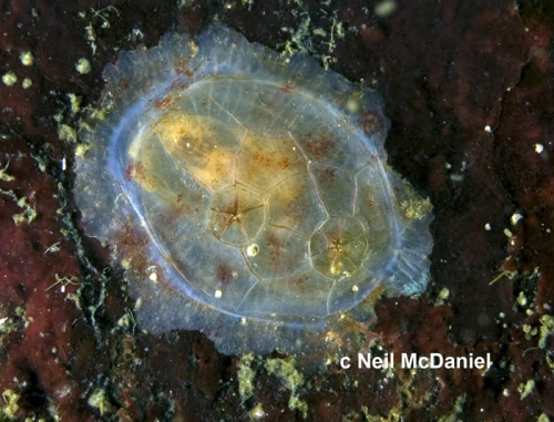 Chelyosoma columbianum