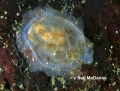 Tunicata (sea squirts)