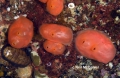 Tunicata (sea squirts)