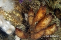 Tunicata (sea squirts)